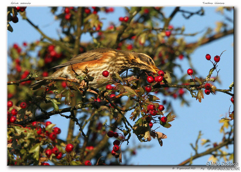 Redwing, identification, feeding habits, Behaviour