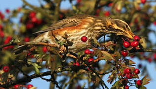 Redwing