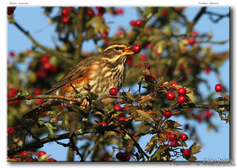 Redwing, identification, feeding habits, Behaviour