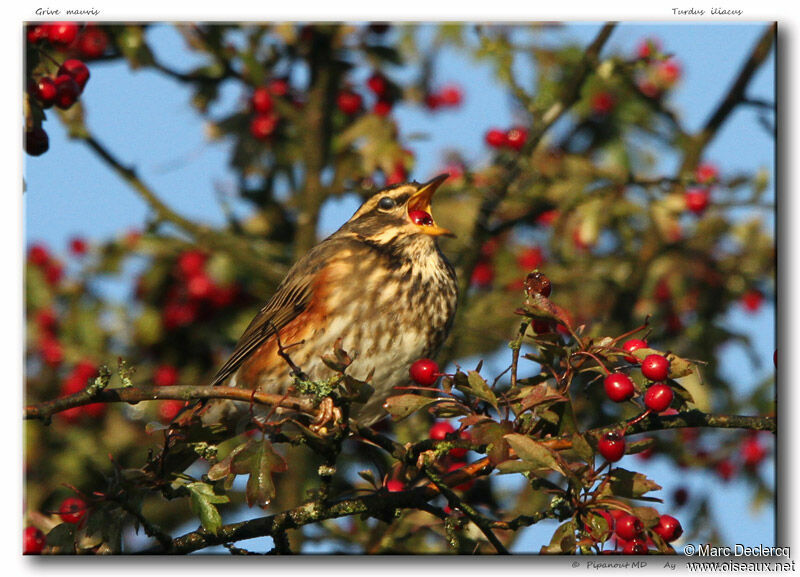 Redwing, identification, feeding habits, Behaviour