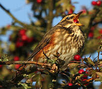 Redwing