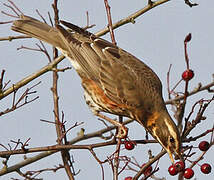 Redwing