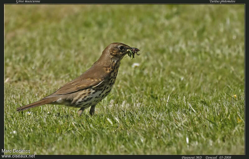 Song Thrush, feeding habits