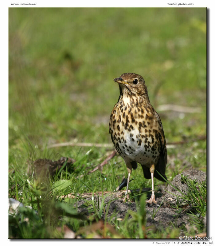 Song Thrush, identification