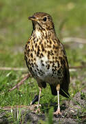 Song Thrush