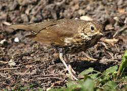 Song Thrush