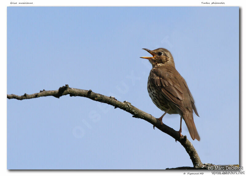 Song Thrush, identification, song