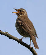 Song Thrush