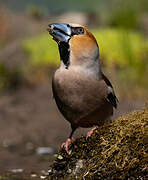 Hawfinch