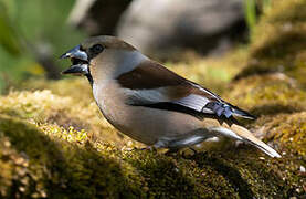 Hawfinch