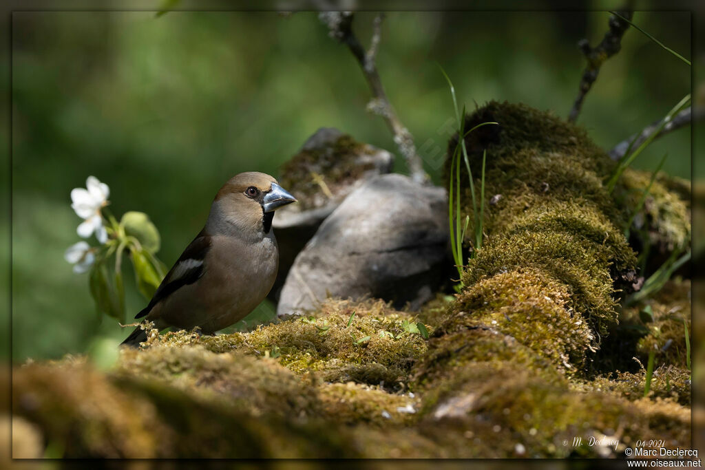 Hawfinch