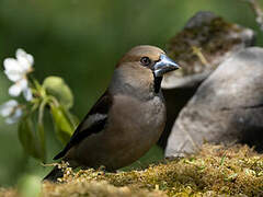 Hawfinch