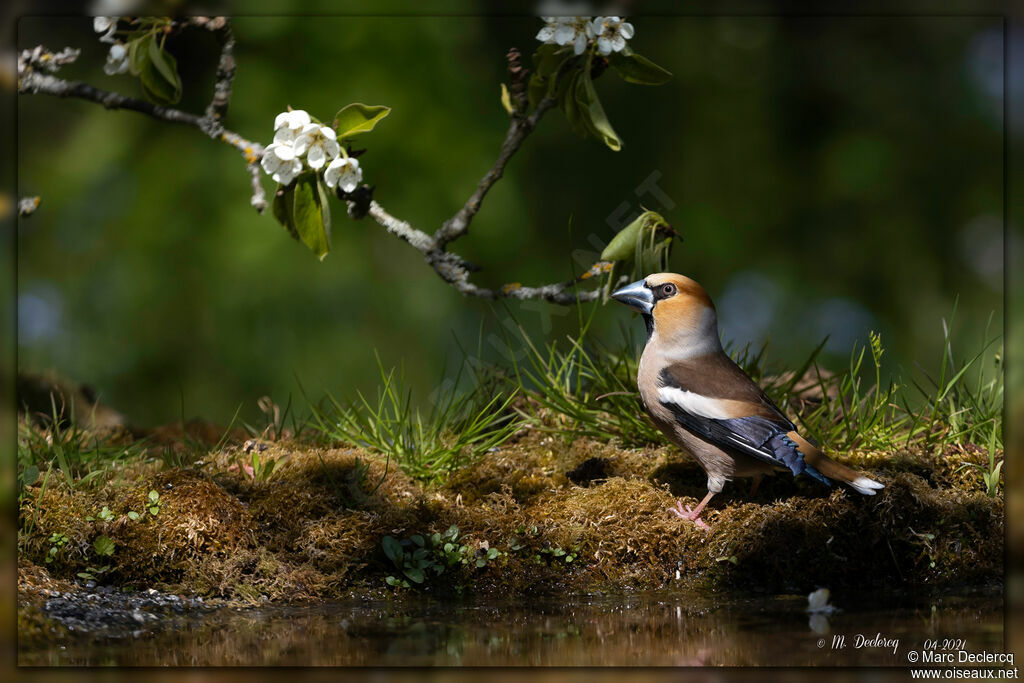 Hawfinch