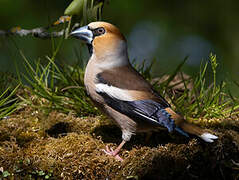 Hawfinch