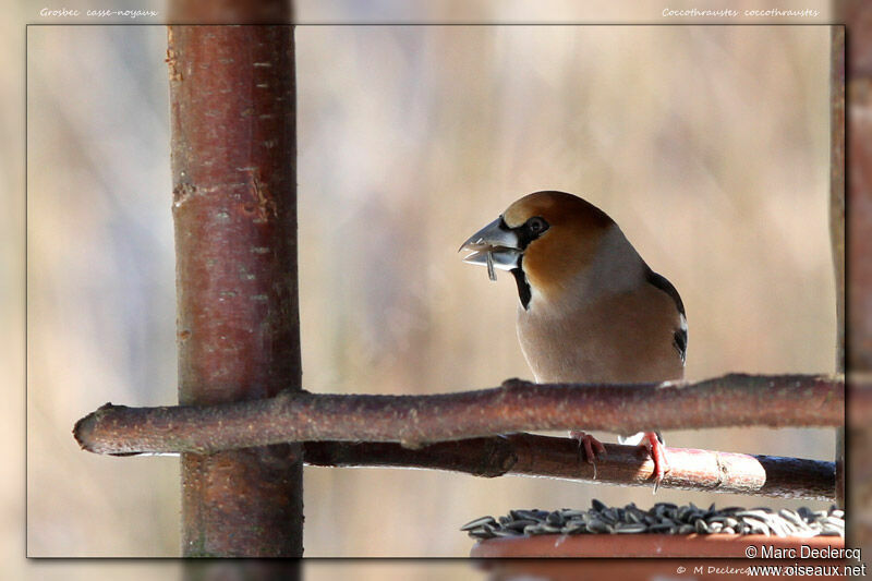 Hawfinch, identification, feeding habits