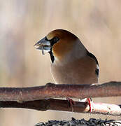 Hawfinch