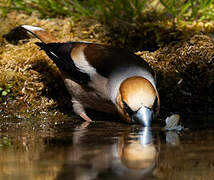 Hawfinch