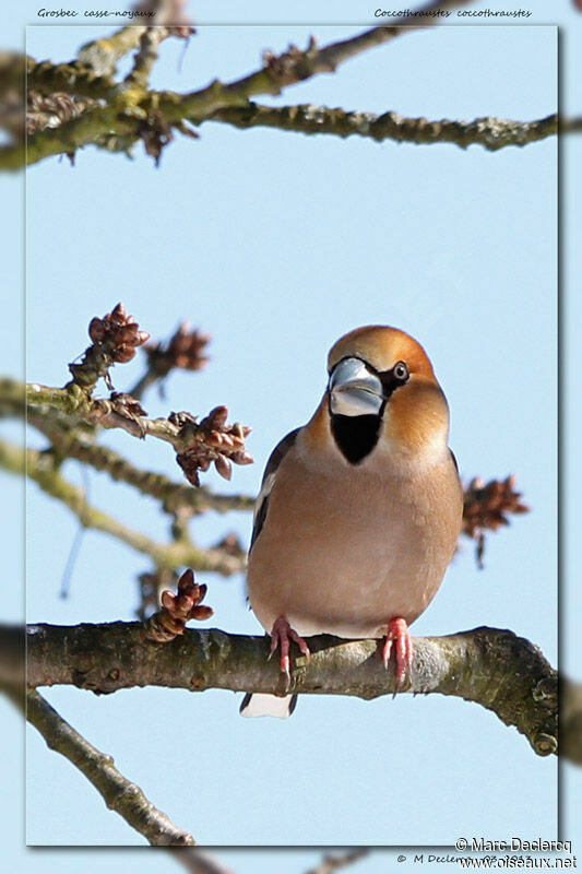 Hawfinch, identification