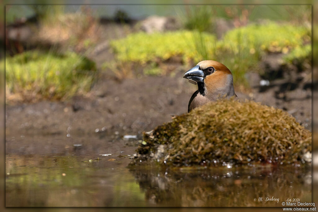 Hawfinch