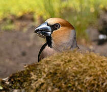 Hawfinch