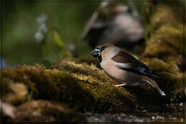 Hawfinch