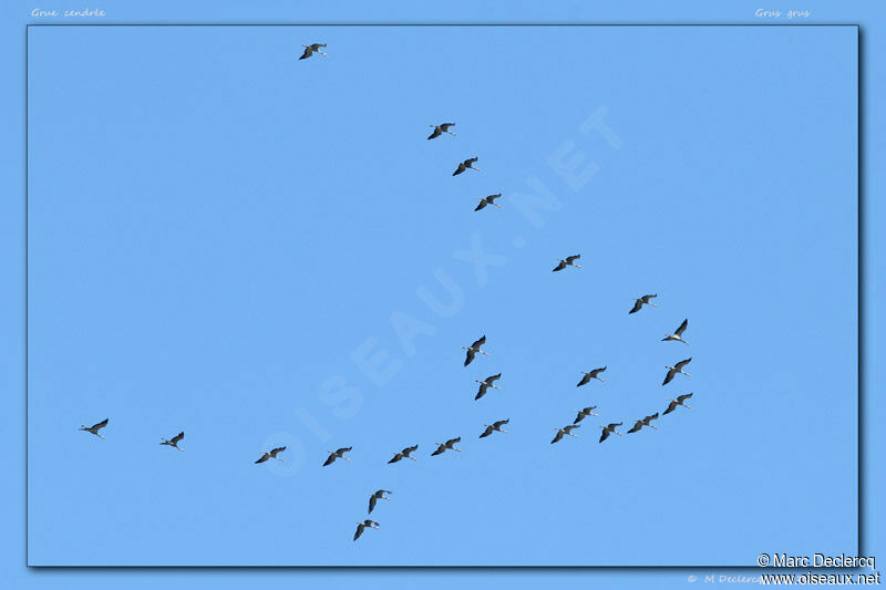 Common Crane, Flight