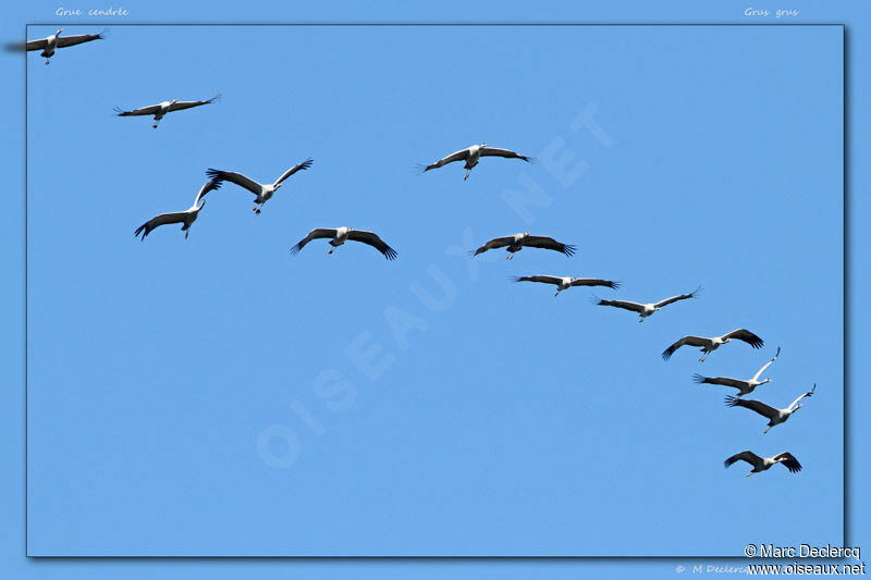 Common Crane, Flight