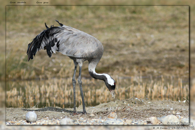 Common Crane, identification