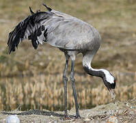 Common Crane