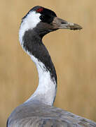 Common Crane