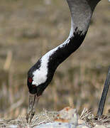 Common Crane