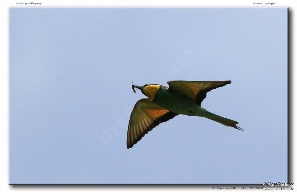 European Bee-eater, Flight