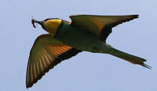 European Bee-eater