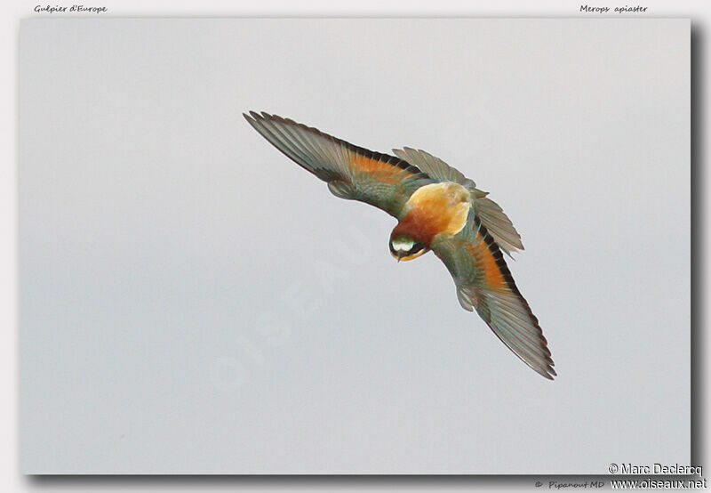 European Bee-eater, Flight