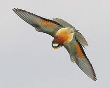 European Bee-eater