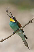 European Bee-eater