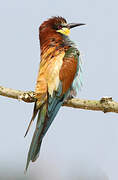 European Bee-eater