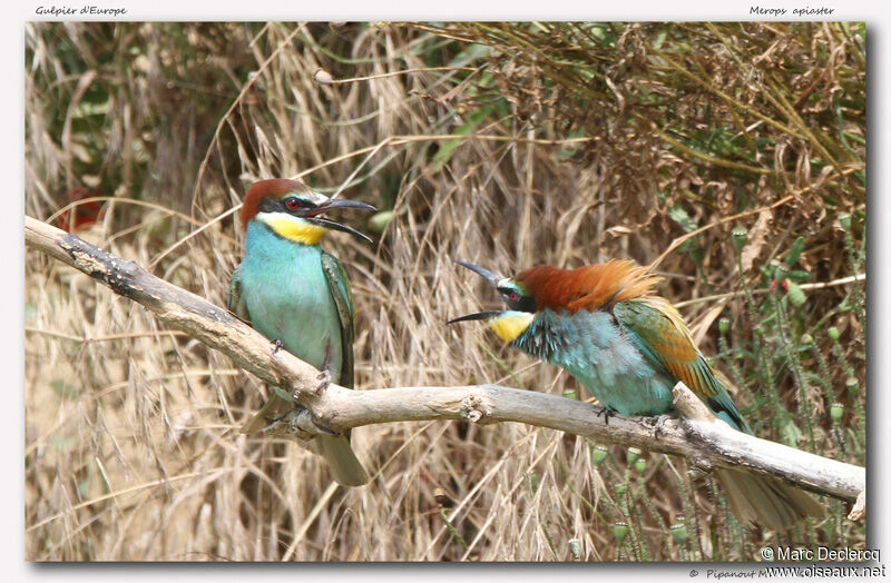 European Bee-eater, identification, Behaviour