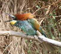 European Bee-eater