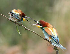 European Bee-eater