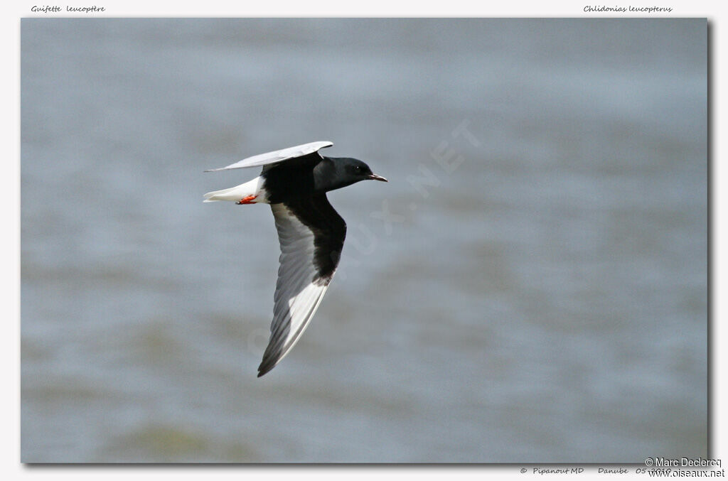 White-winged Tern, Flight