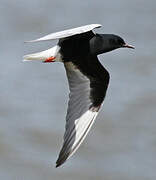 White-winged Tern