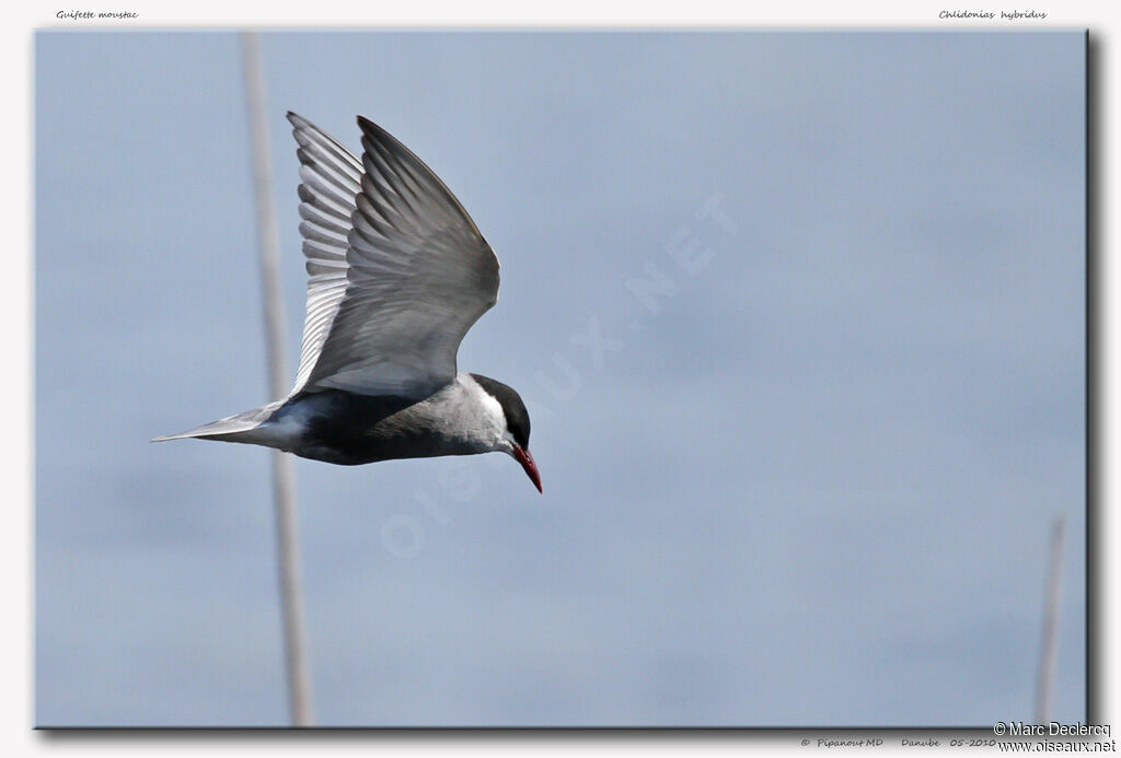 Whiskered Tern, Flight