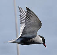 Whiskered Tern