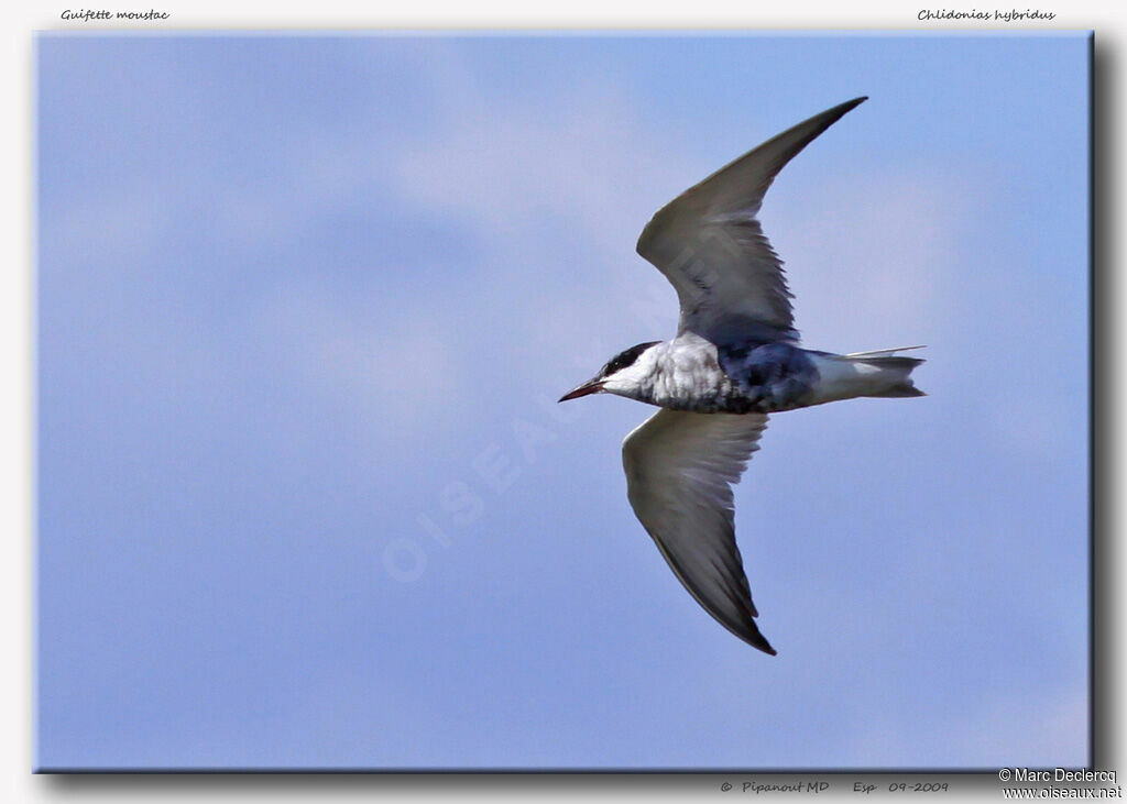 Whiskered Tern, Flight