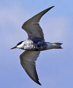 Whiskered Tern