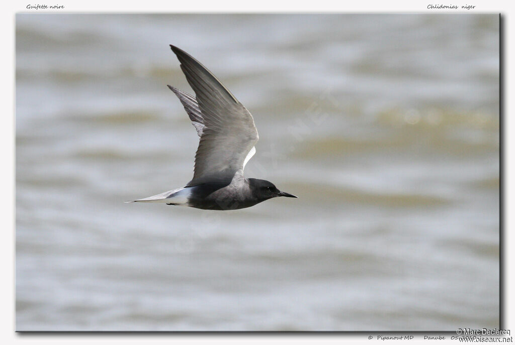 Black Tern, Flight