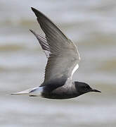 Black Tern