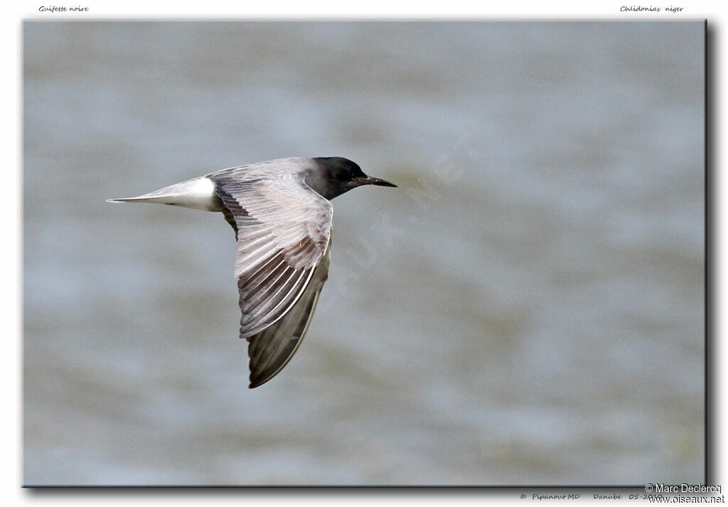 Black Tern, Flight