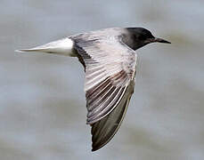 Black Tern